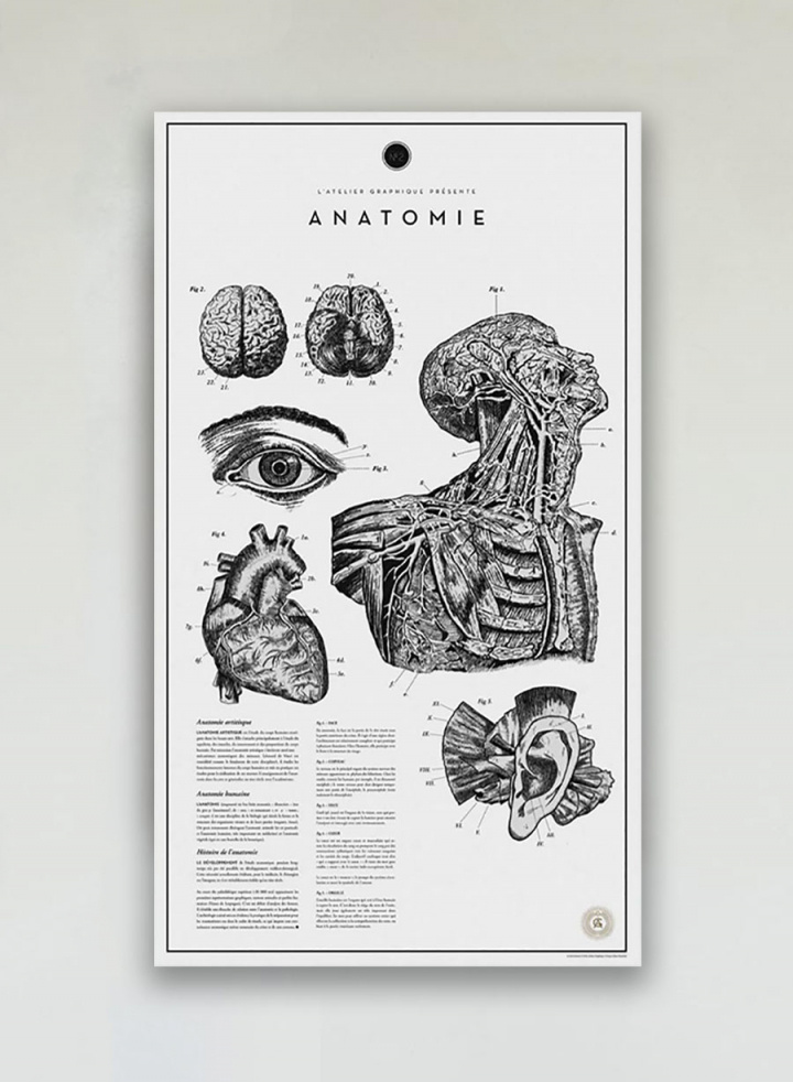 Anatomie No. 2