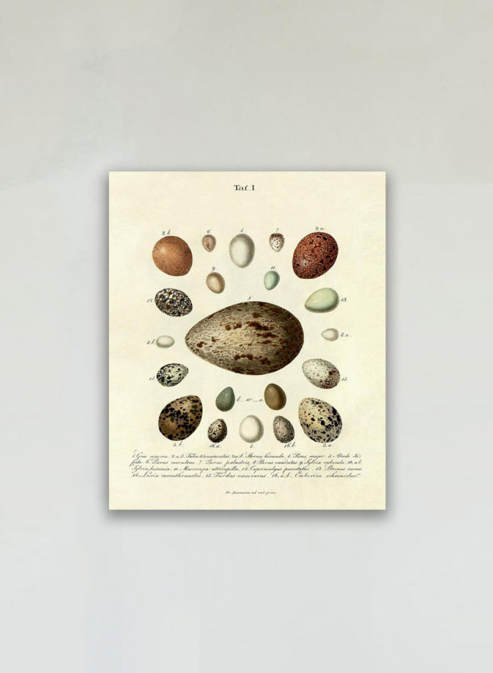 The Eggs Print No.1