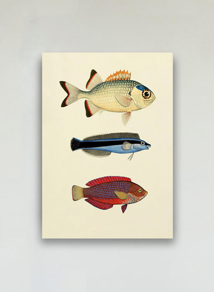 The Fishes Print #3906P