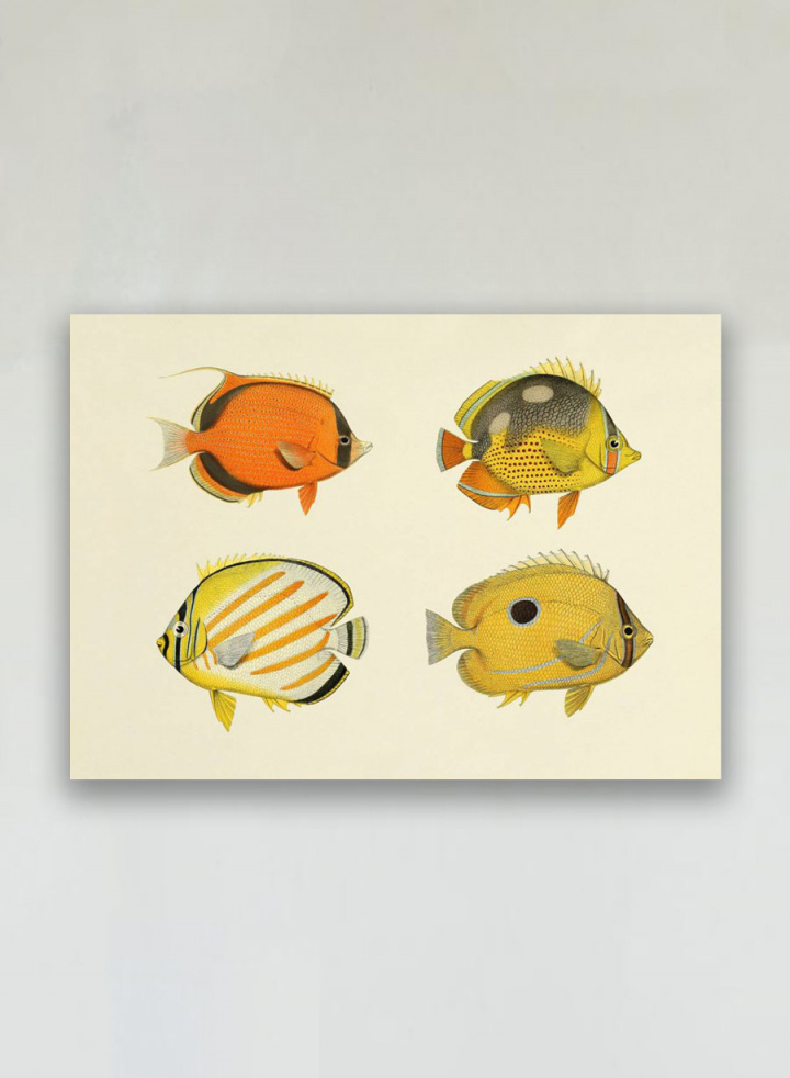 The Fishes Print #3913H