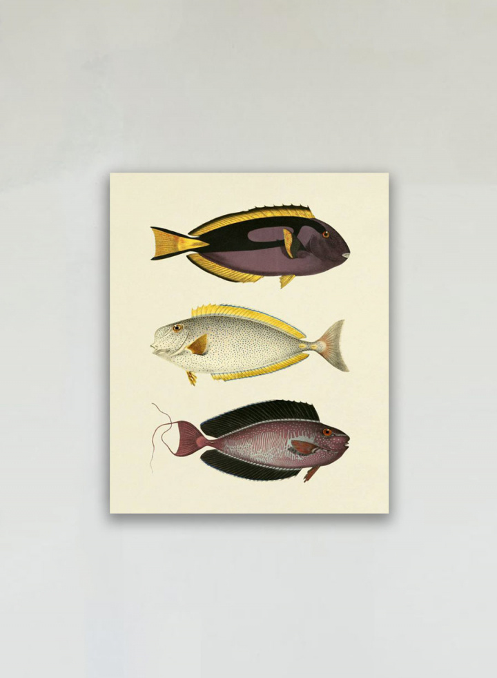 The Fishes Print #3915P