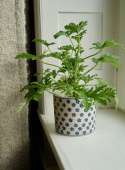 Kruka Blomma